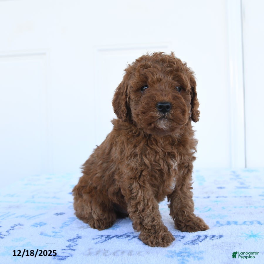 Miniature Poodle dogs Goose - Ad 6