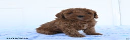 Miniature Poodle dogs for sale: Goose - Ad 1