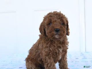 Miniature Poodle dogs Goose - Ad 42