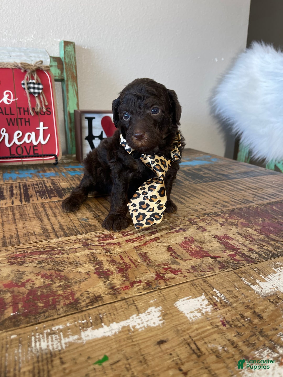 Miniature Poodle dogs for sale: Akc Clear Chocolate Phantom  - Ad 5
