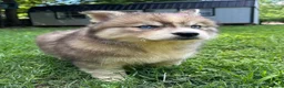 Siberian Husky dogs for sale: RUBY - Ad 19