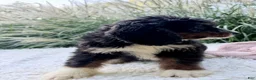 Bernedoodle dogs for sale: Beatrice  - Ad 4