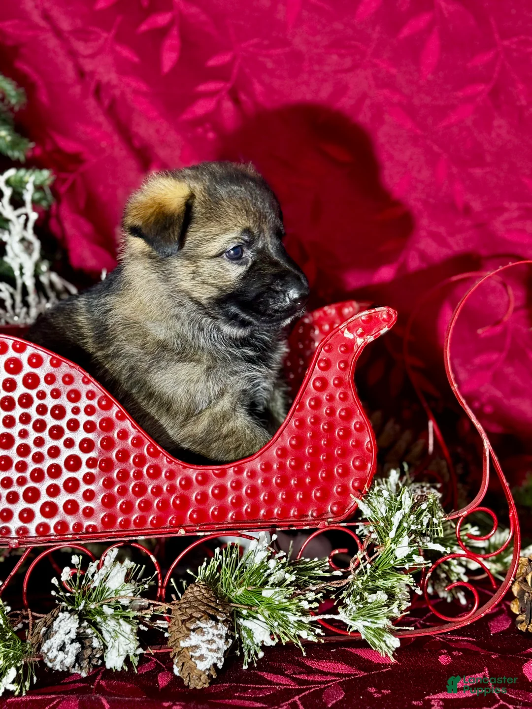 German Shepherd dogs for sale: Augusta - Ad 12