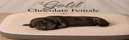 Great Dane dogs for sale: Gold - Ad 3