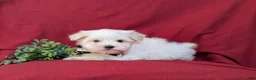 Maltese dogs for sale: Gus 7 lbs Full Grown - Ad 4