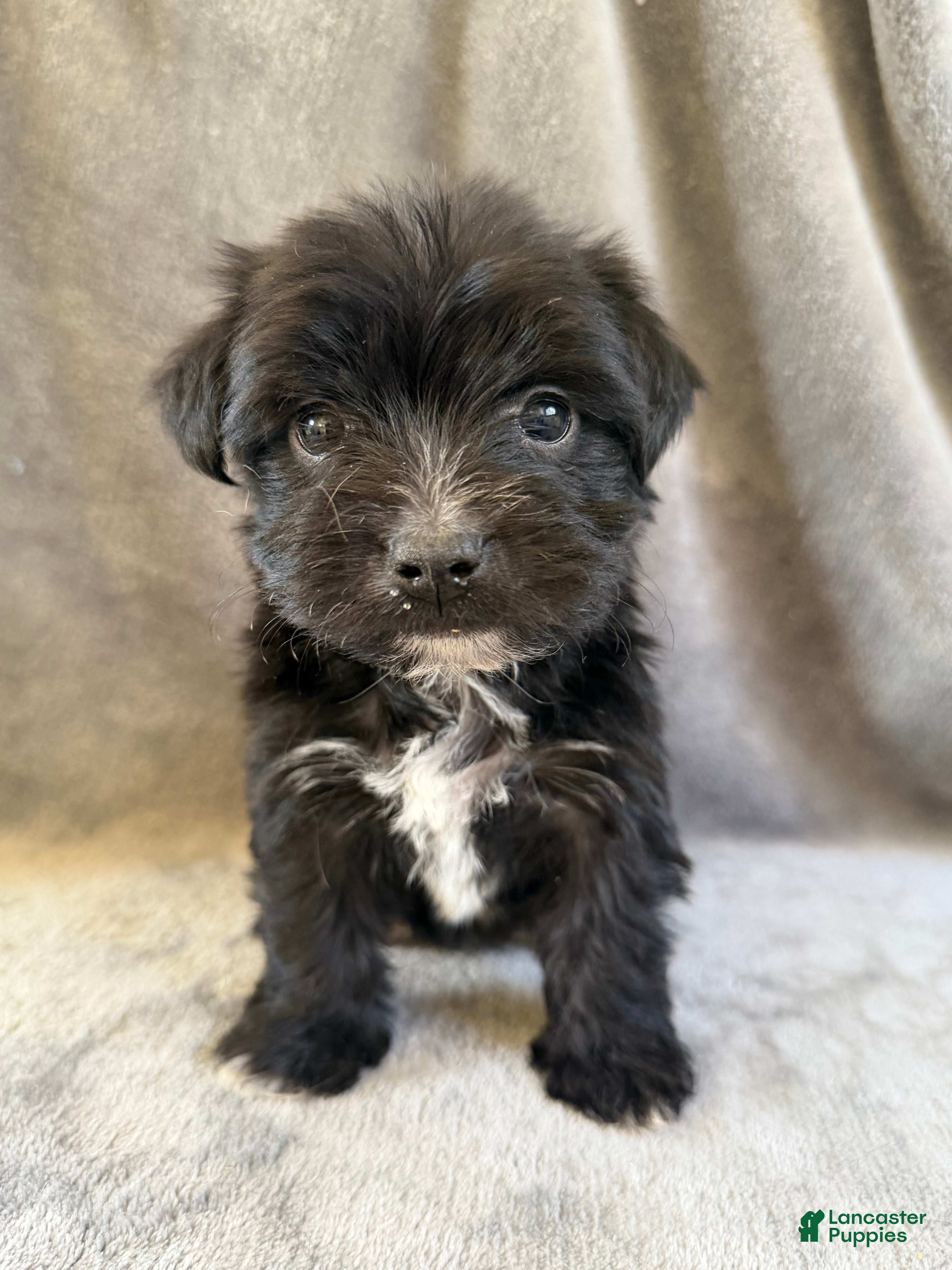 Morkie dogs Dixon - Ad 2