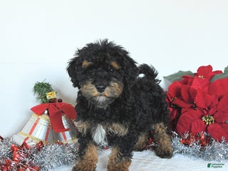 Yorkiepoo dogs Leo - Ad 5