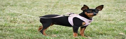 Miniature Pinscher dogs for sale: Bennett - Ad 7