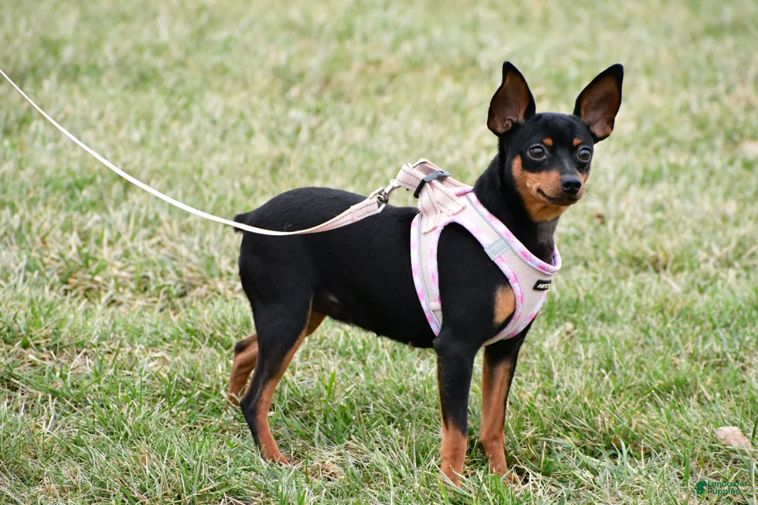 Miniature Pinscher dogs for sale: Bennett - Ad 7