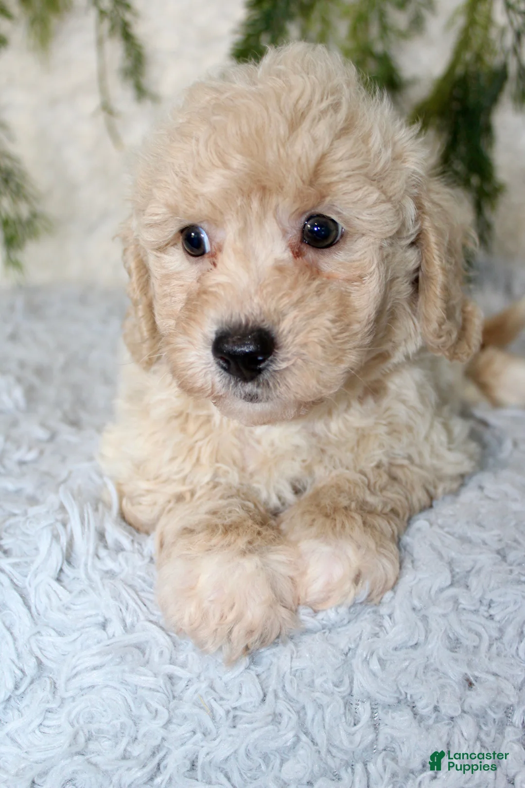 Bichpoo dogs for sale: Bichpoo 2 - Ad 2
