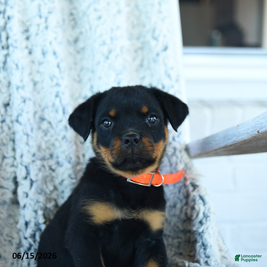 Rottweiler dogs Rita - Ad 2