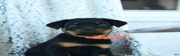Rottweiler dogs for sale: Rita - Ad 2
