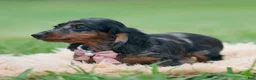 Miniature Dachshund dogs for sale: Dottie - Ad 5