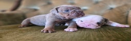 English Bulldog dogs for sale: Tiana - Ad 3