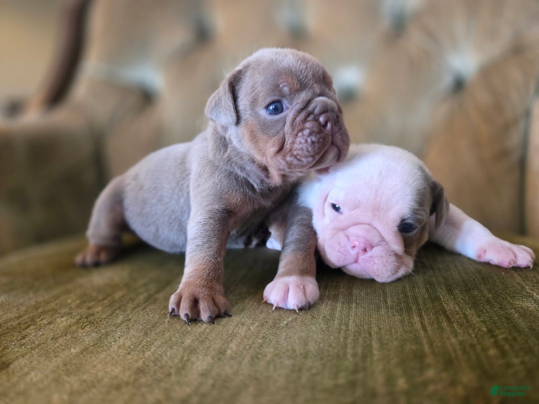 English Bulldog dogs for sale: Tiana - Ad 3