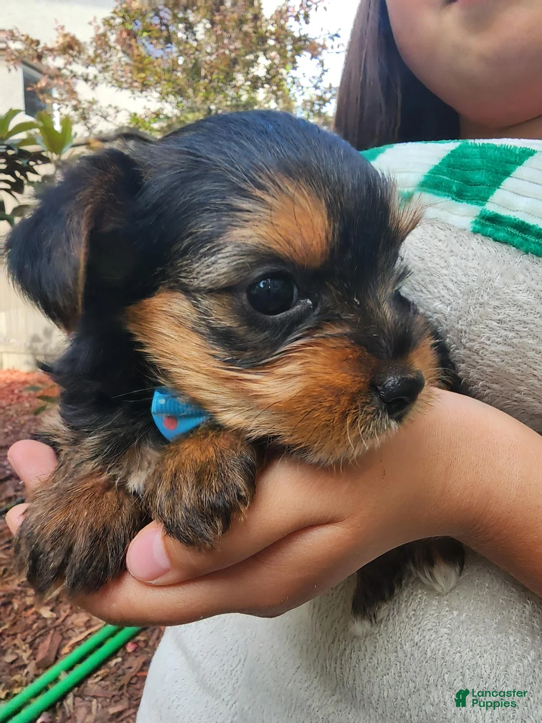 Yorkshire Terrier dogs for sale: Yorkshire Terrier Prince  Charming - Ad 1
