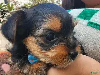 Yorkshire Terrier dogs for sale: Yorkshire Terrier Prince Charming - Ad 1