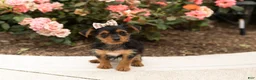 Yorkshire Terrier dogs for sale: Dobbin  - Ad 5