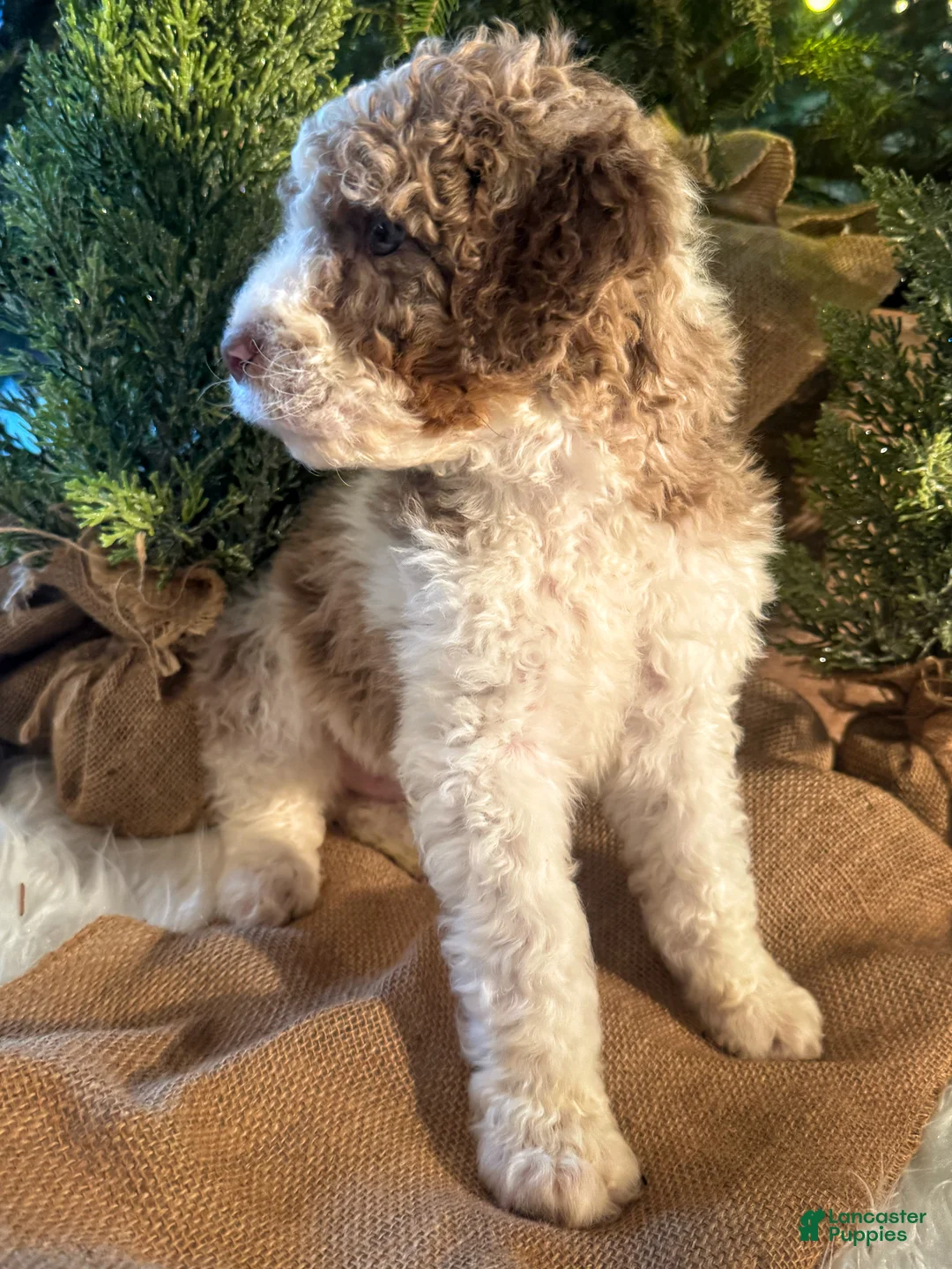 Bernedoodle dogs for sale: Australian Mountain Doodle Peter - Ad 3