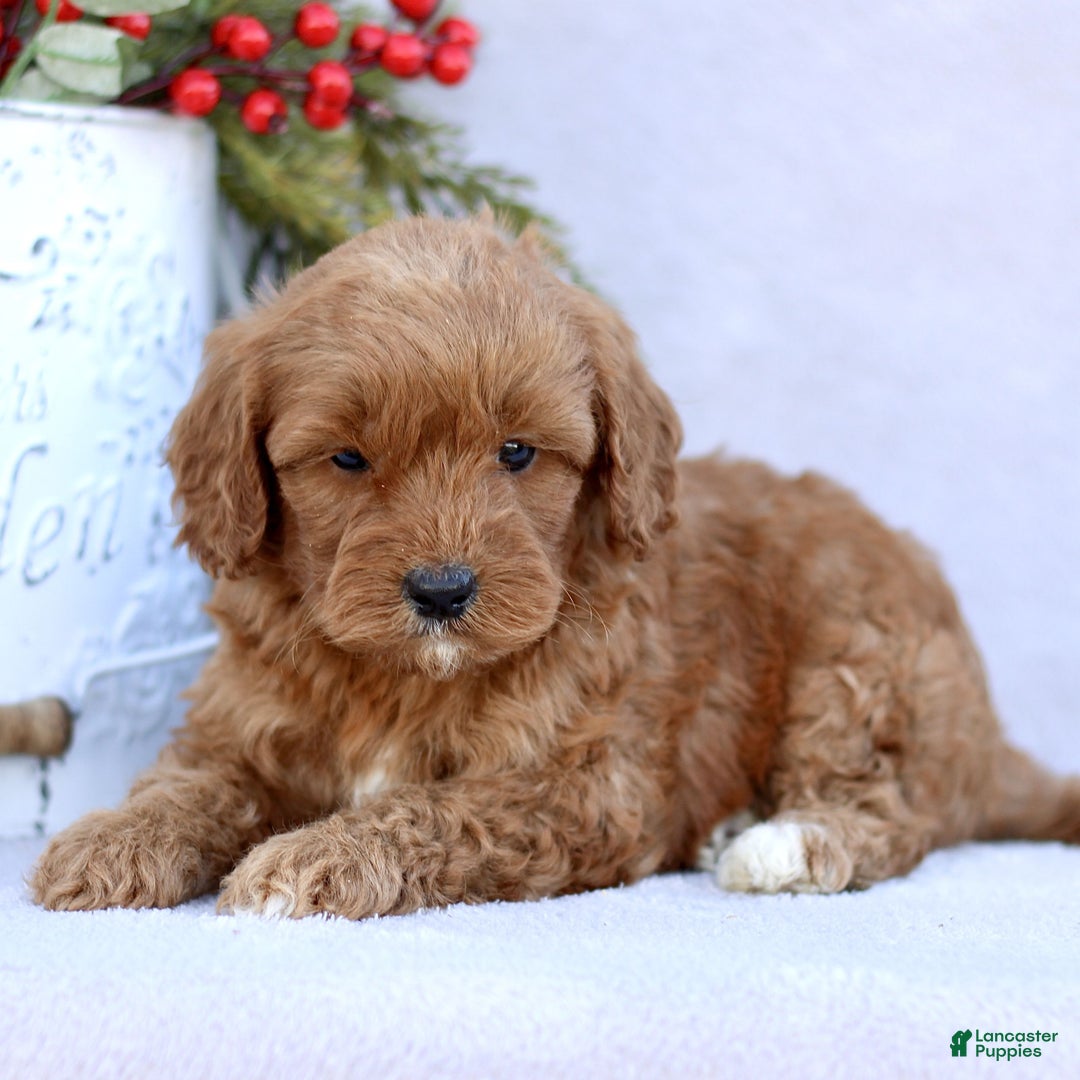 Mini Goldendoodle dogs for sale: Lola  - Ad 2