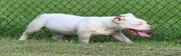 American Bully dogs for sale: American Bully 1 - Ad 5