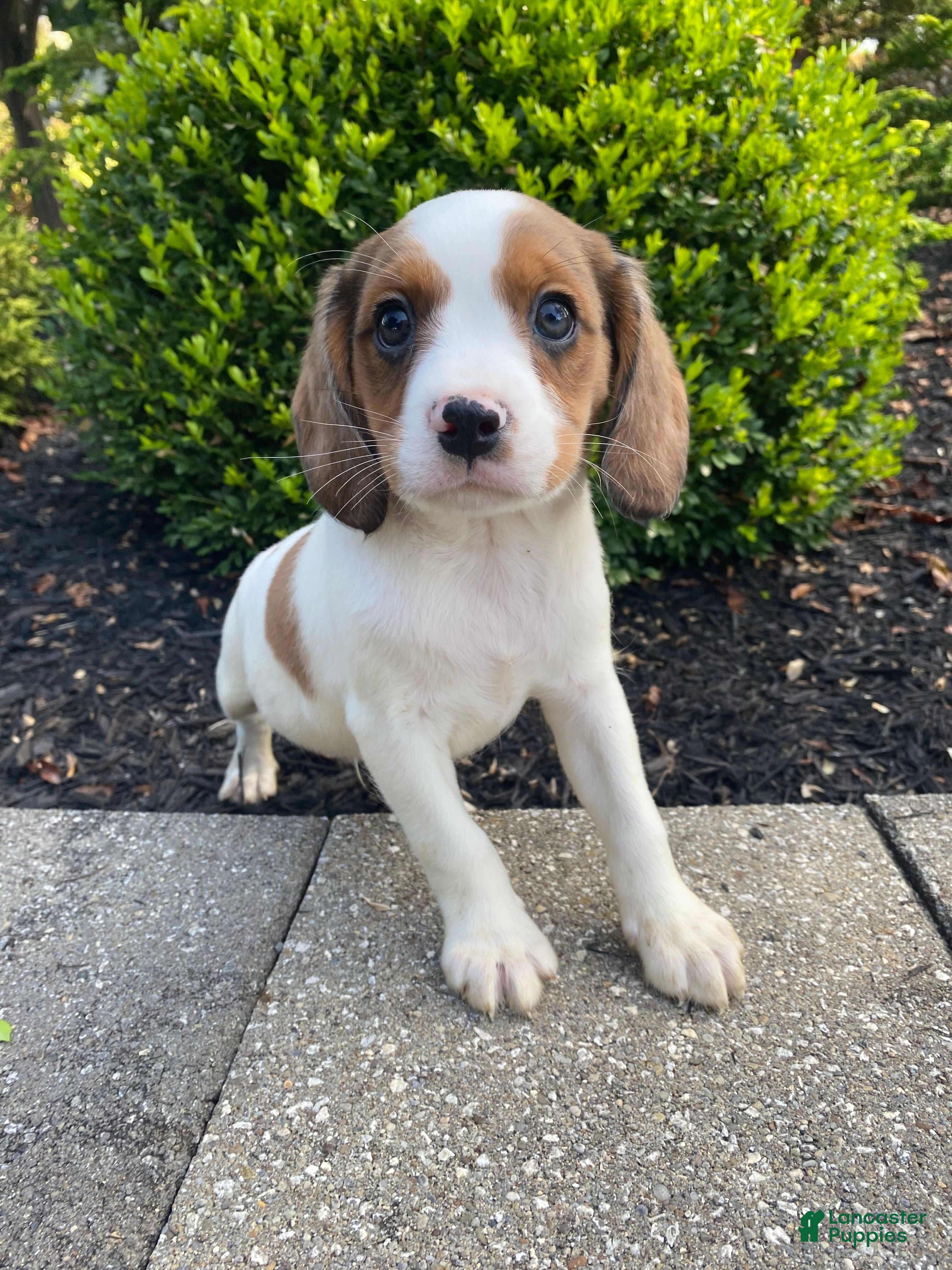 Mixed Breed dogs Skippy - Ad 1