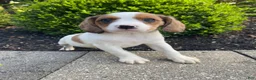 Mixed Breed dogs for sale: Skippy - Ad 1