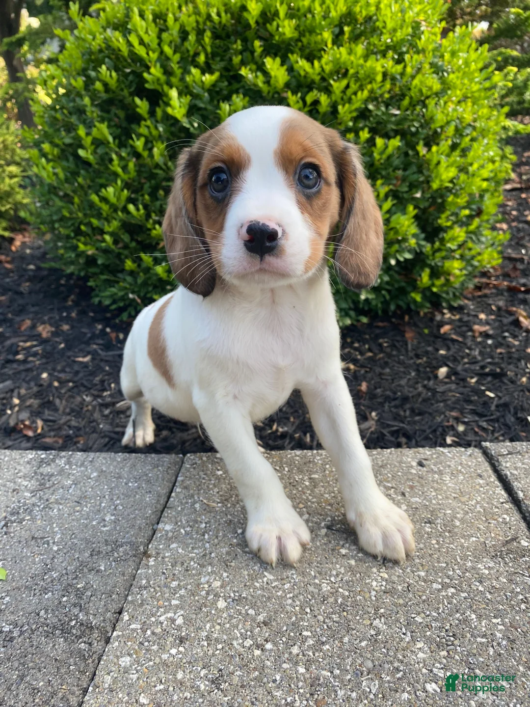 Mixed Breed dogs for sale: Skippy - Ad 1