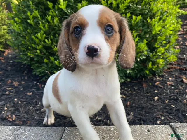 Mixed Breed dogs for sale: Skippy - Ad 1