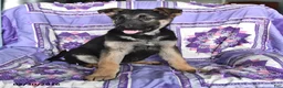 German Shepherd dogs for sale: Thelma - Ad 2