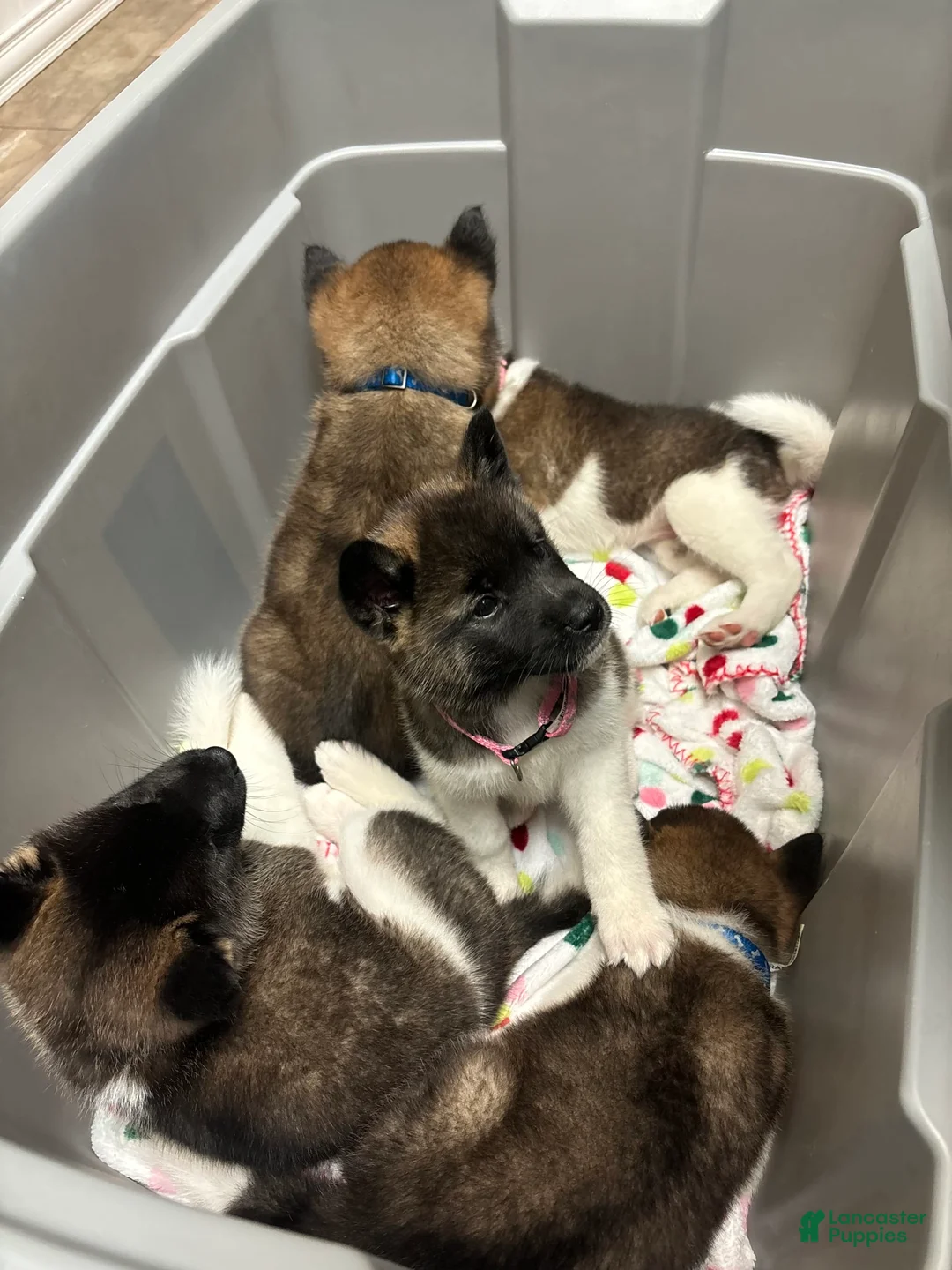 Gallery Image {{count}}