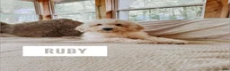 Goldendoodle dogs for sale: Ruby - Ad 1