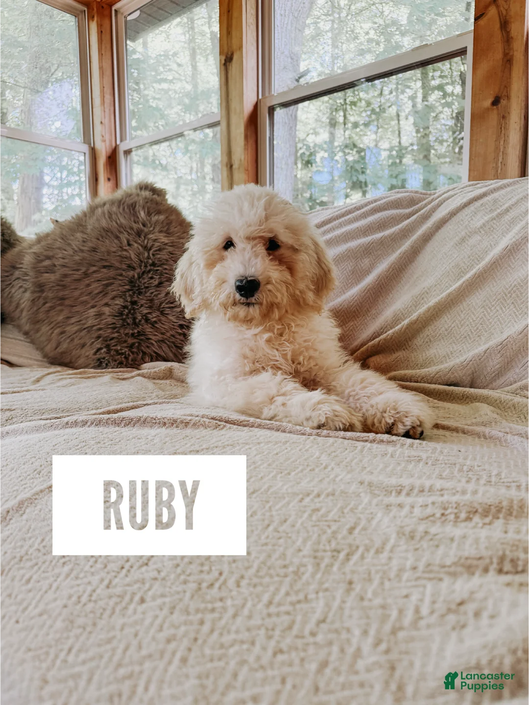 Goldendoodle dogs for sale: Ruby - Ad 1