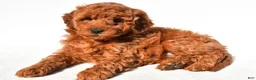 Mini Goldendoodle dogs for sale: Layla - Ad 3