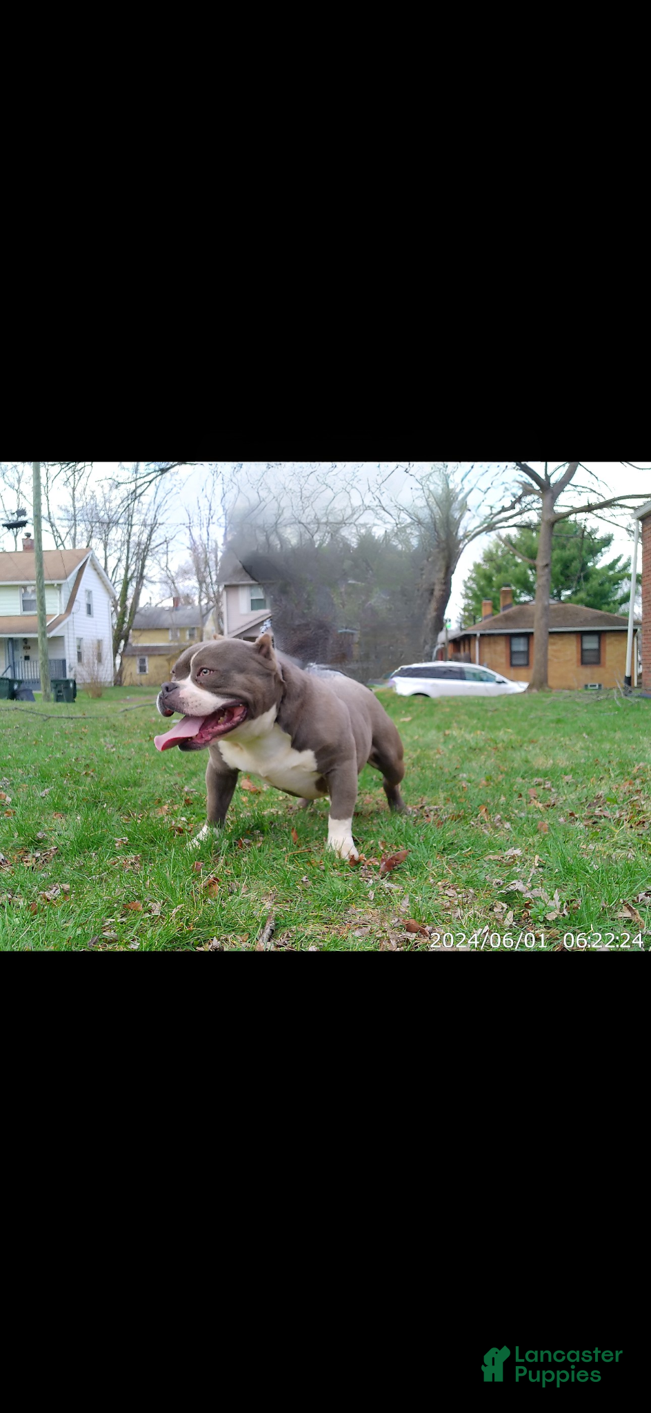 American Bully dogs Thracks  - Ad 2
