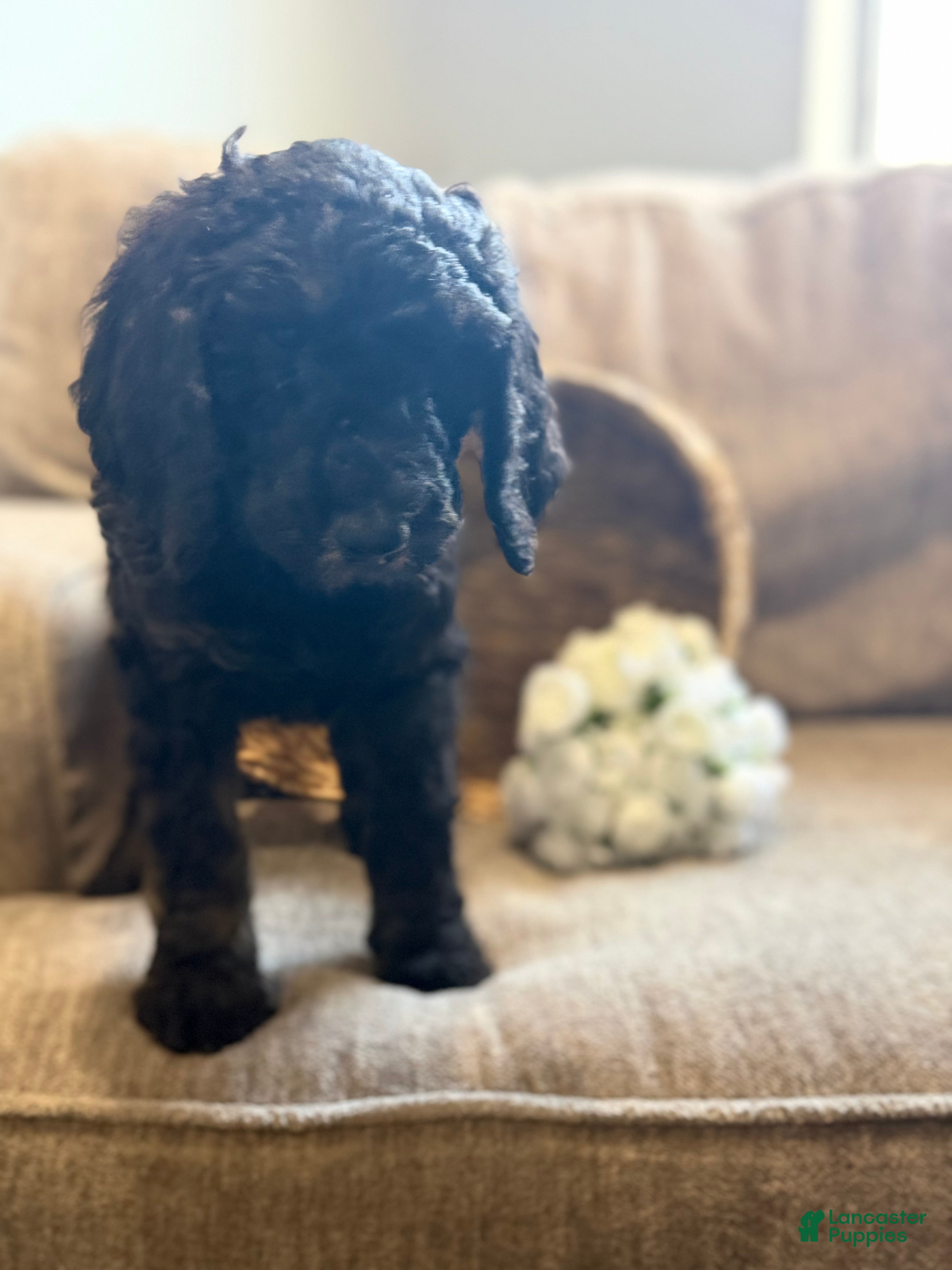 Goldendoodle dogs Joe - Ad 41