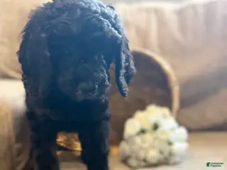 Goldendoodle dogs Joe - Ad 41