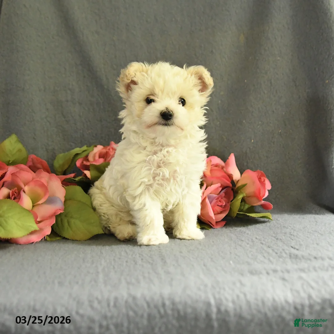 Maltipoo dogs for sale: Frisky - Ad 1