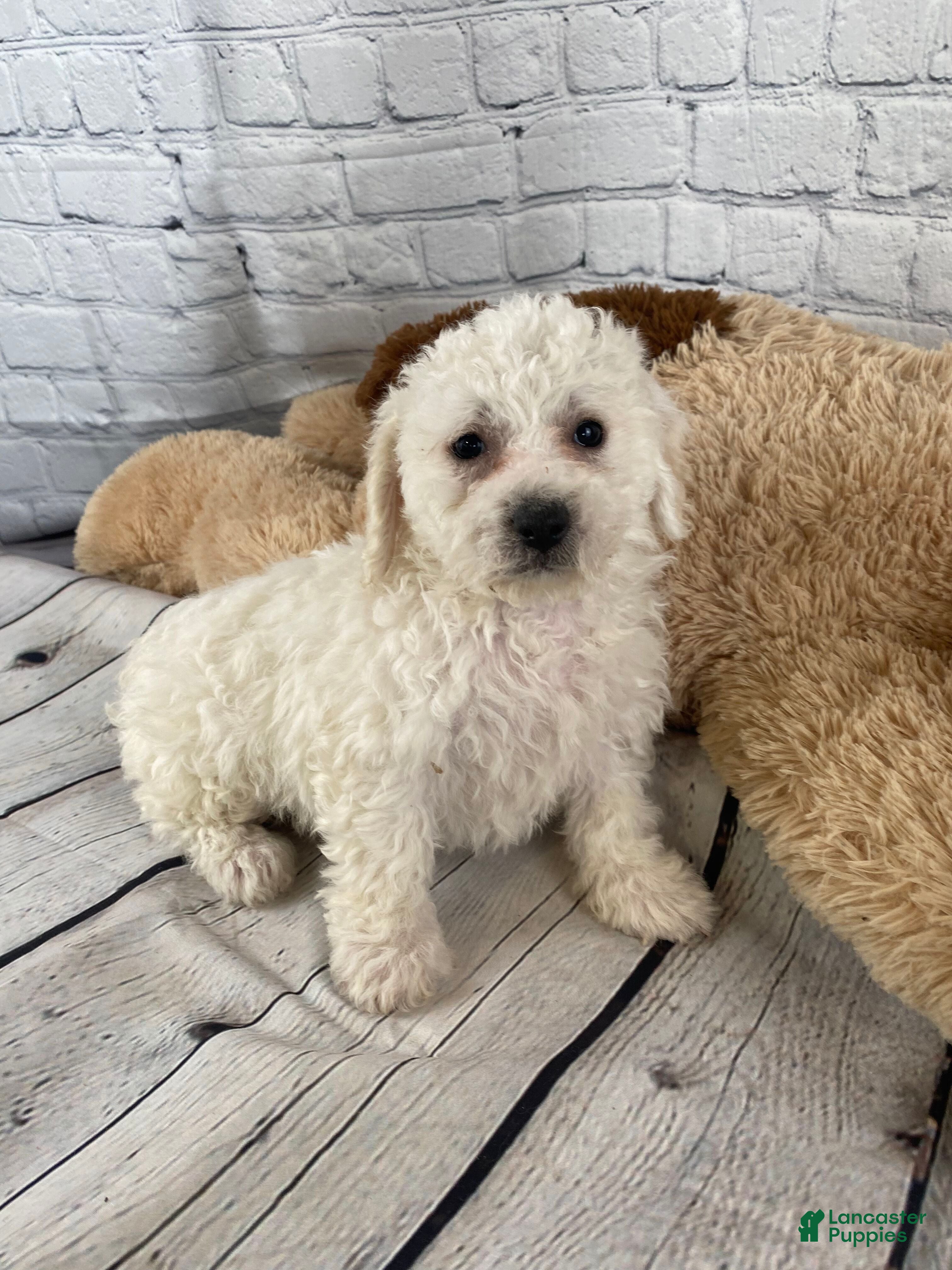 Bichon Frise dogs Harper - Ad 1