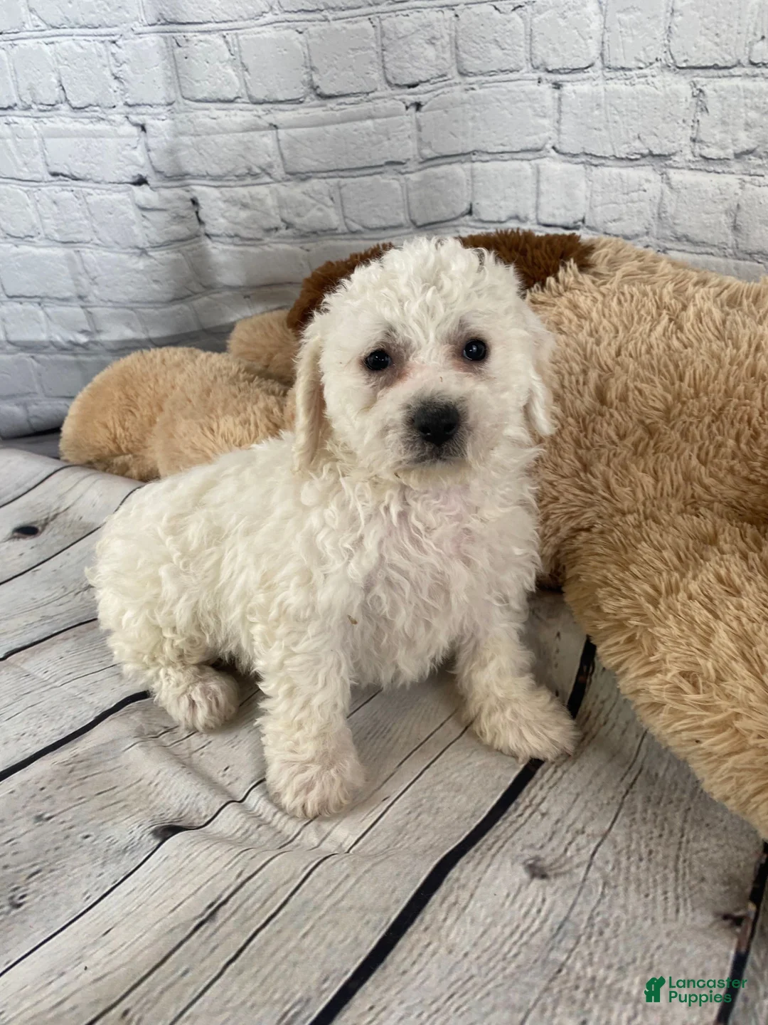Bichon Frise dogs for sale: Harper - Ad 1