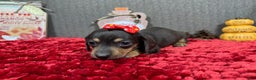 Miniature Dachshund dogs for sale: Miniature Dachshund Puppy 1 - Ad 10