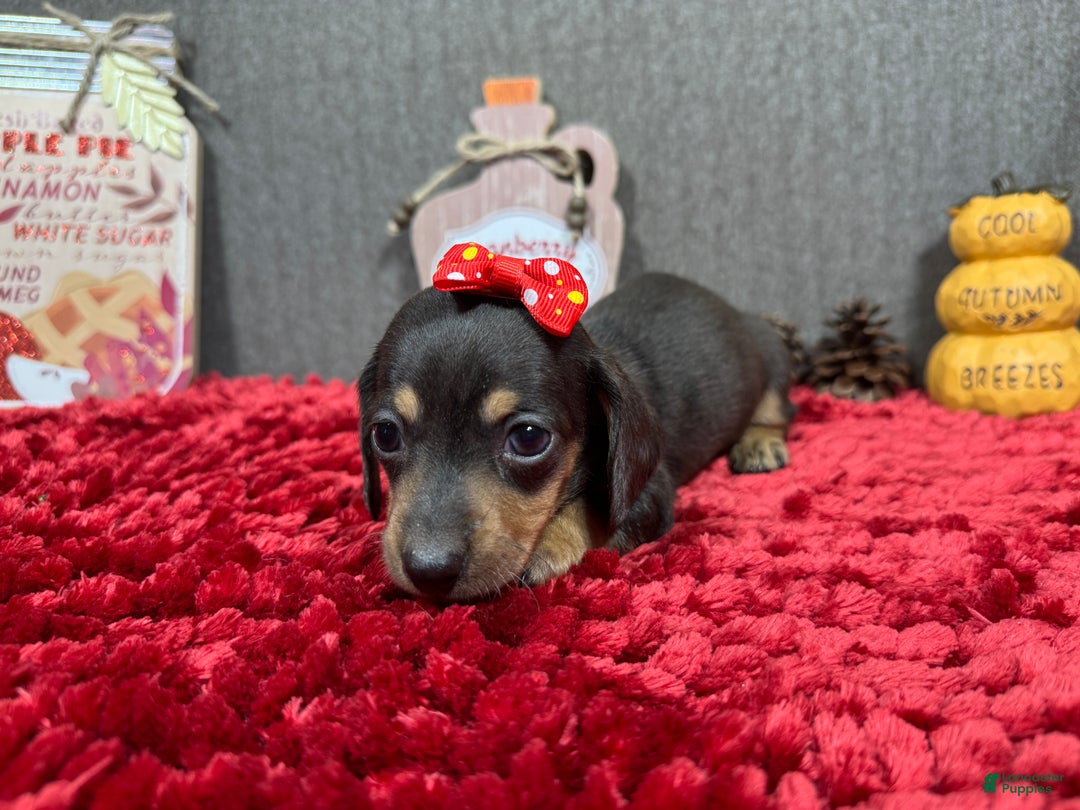 Miniature Dachshund dogs for sale: Miniature Dachshund Puppy 1 - Ad 10