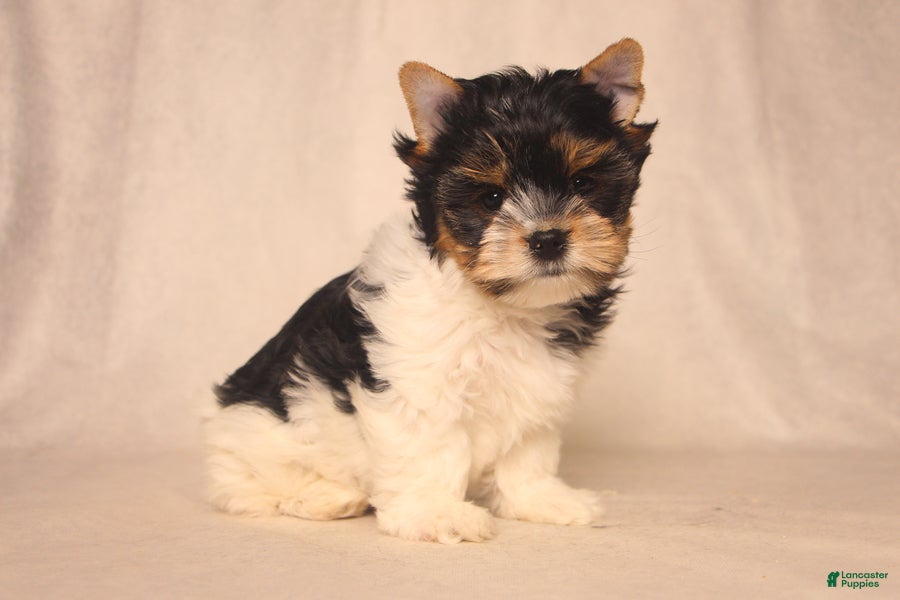 Biewer Terrier dogs Skye - Ad 2