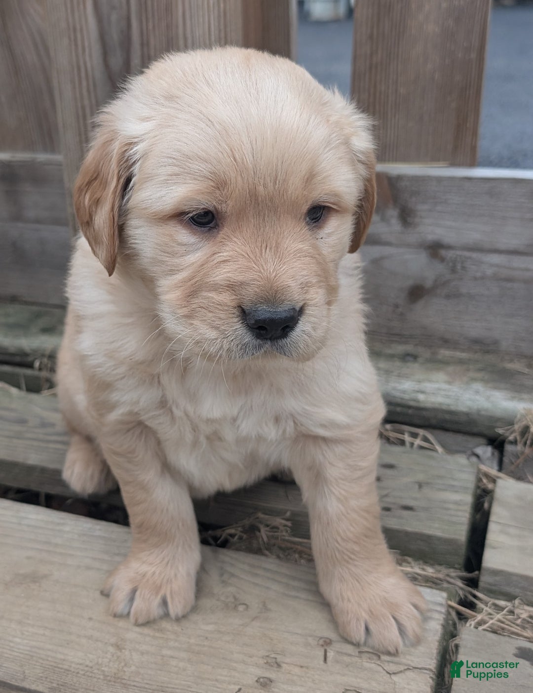 Golden Retriever dogs for sale: Leo - Ad 5