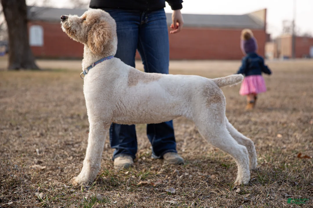 Labradoodle dogs for sale: Petey - Ad 2