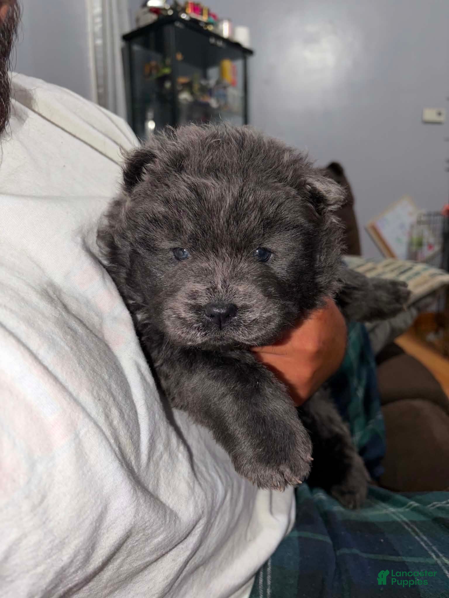 Chow Chow dogs Chow chow 2 ( blue )  - Ad 23