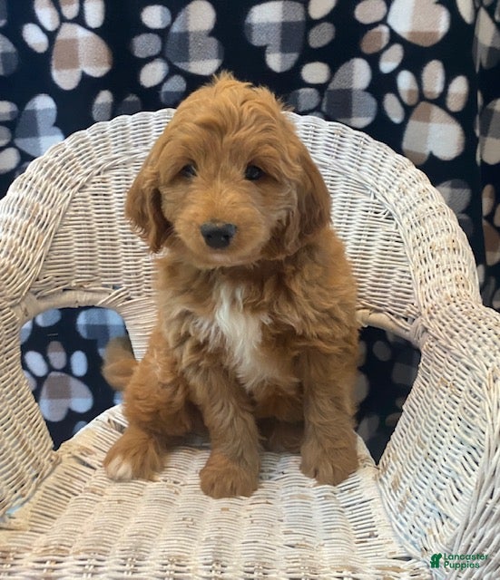 Mini Bernedoodle dogs Penny - Ad 1