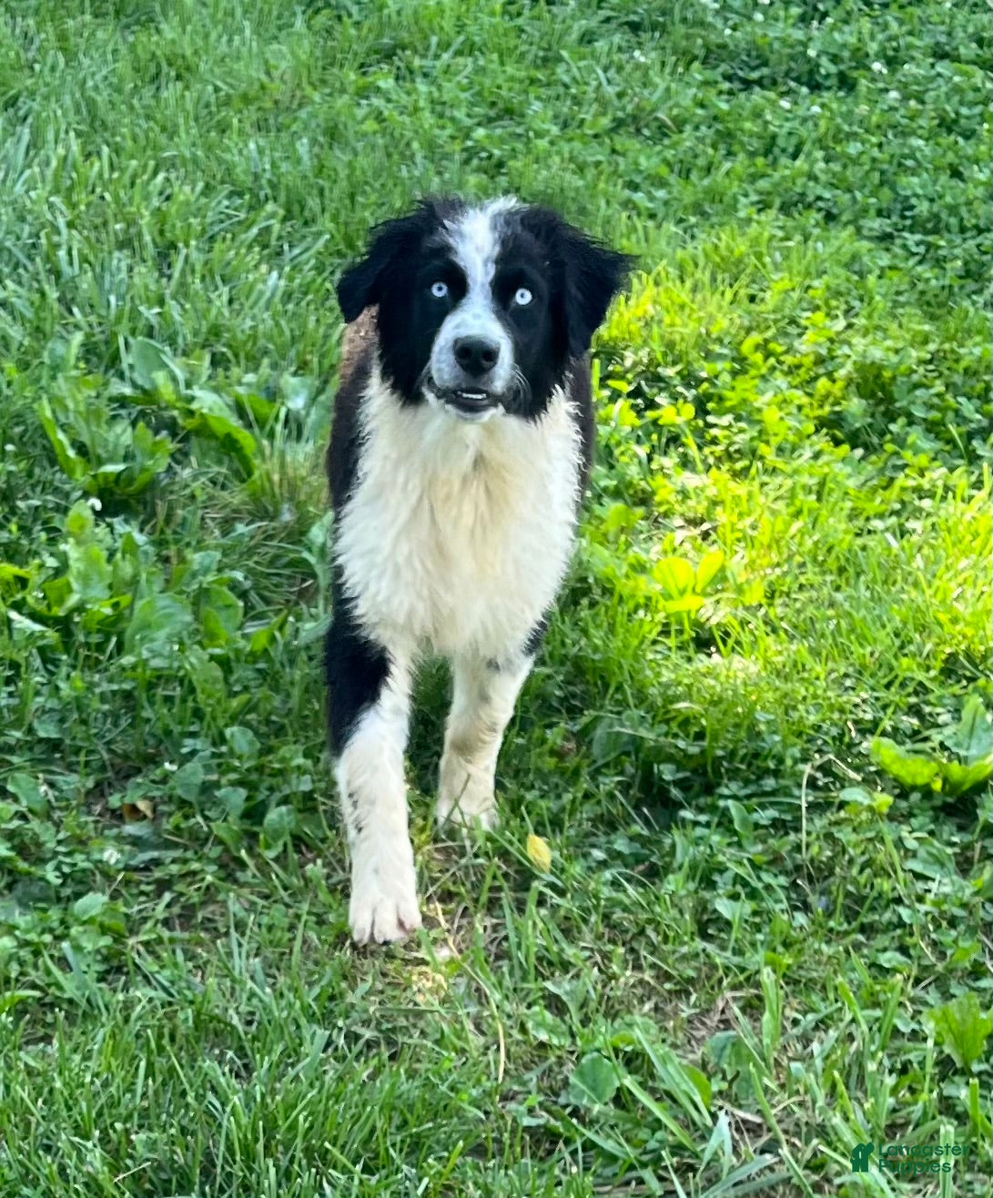 Australian Shepherd dogs Australian Shepherd Puppy 2 - Ad 2