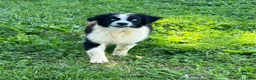 Australian Shepherd dogs for sale: Australian Shepherd Puppy 2 - Ad 3