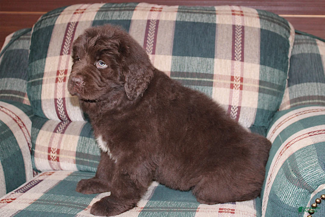 Newfoundland dogs for sale: Ch, OFA, AKC Ariane - Ad 2